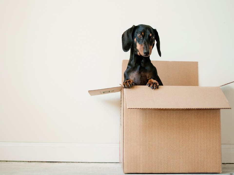 Featured image for “Moving With Pets: All You Need to Know”