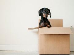 dog in packing box