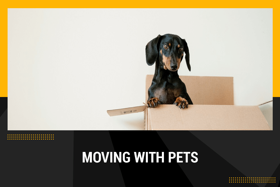 moving with pets